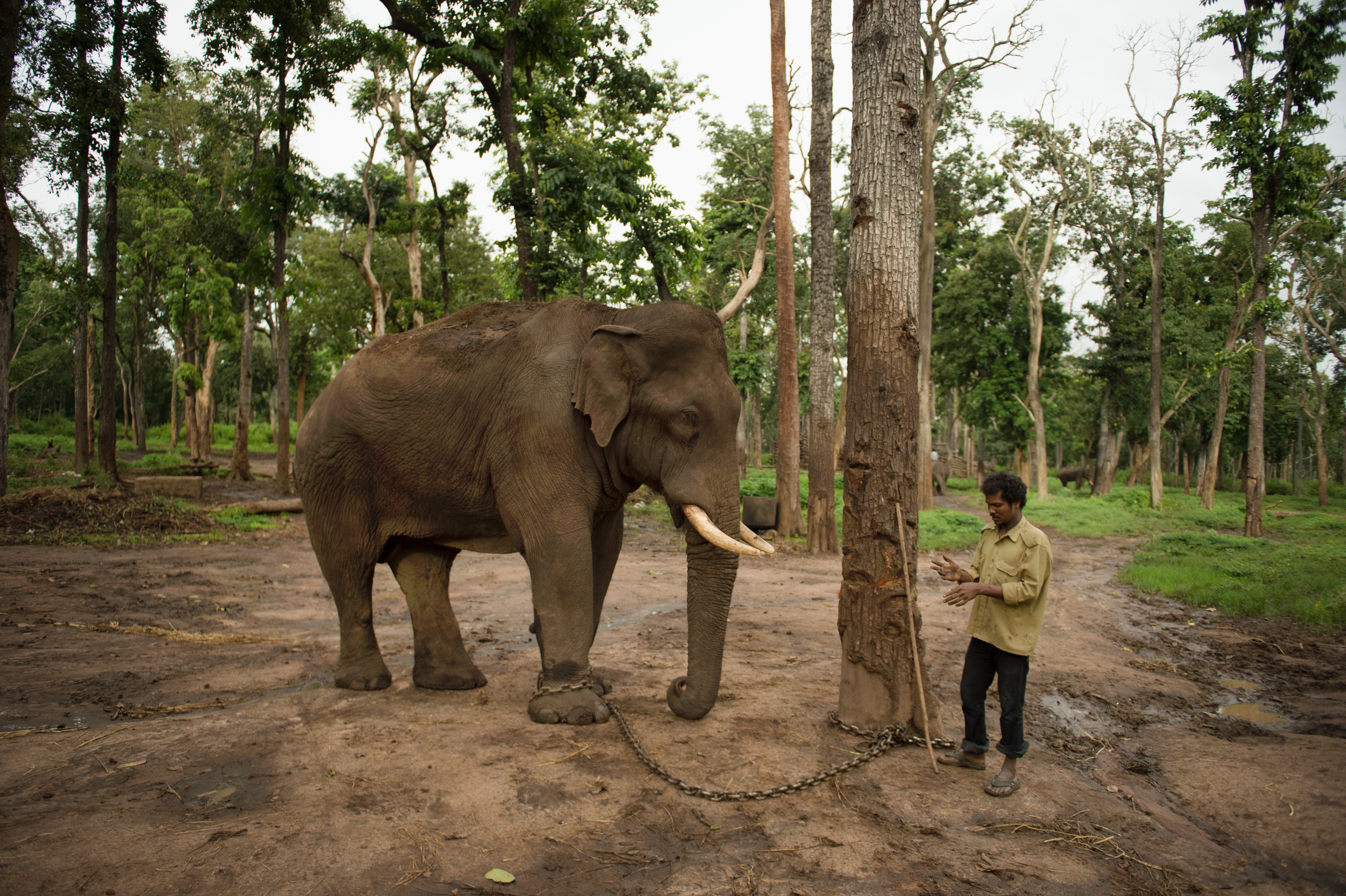 Srikanta out of the kraal, being trained by his new mahout