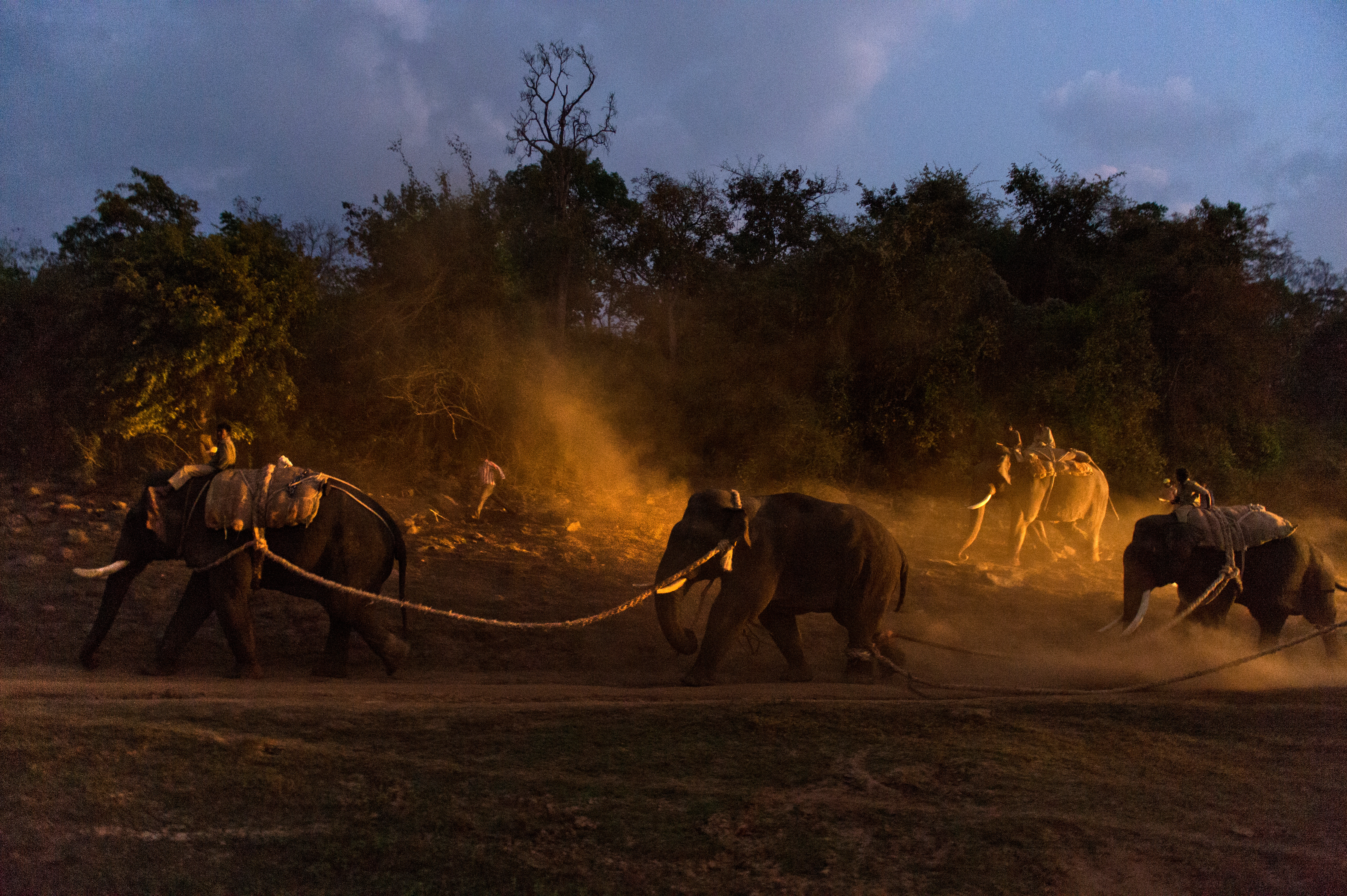 The captive being hauled out of the forest at night
