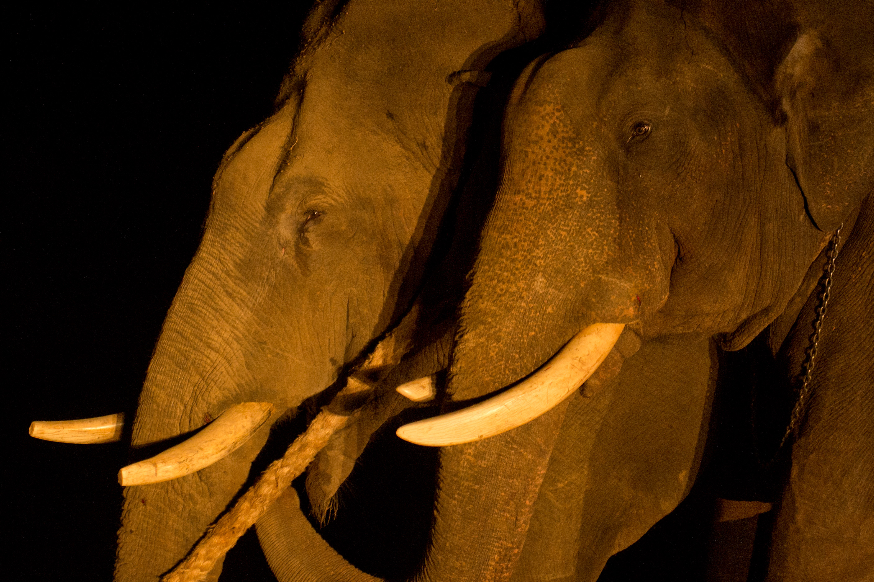 The captured elephant collapses from heat and exhaustion