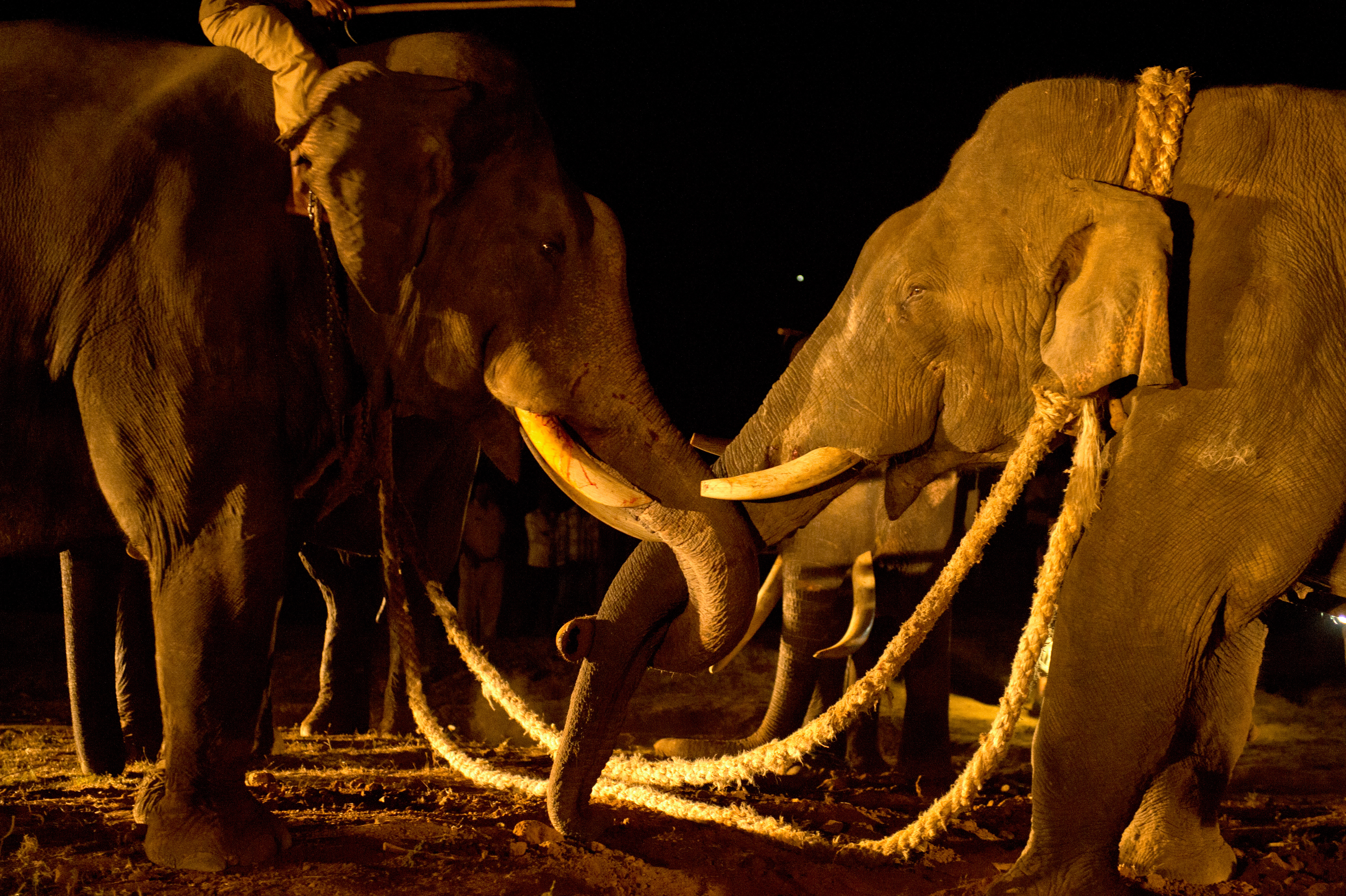 Srirama comforting the captive female
