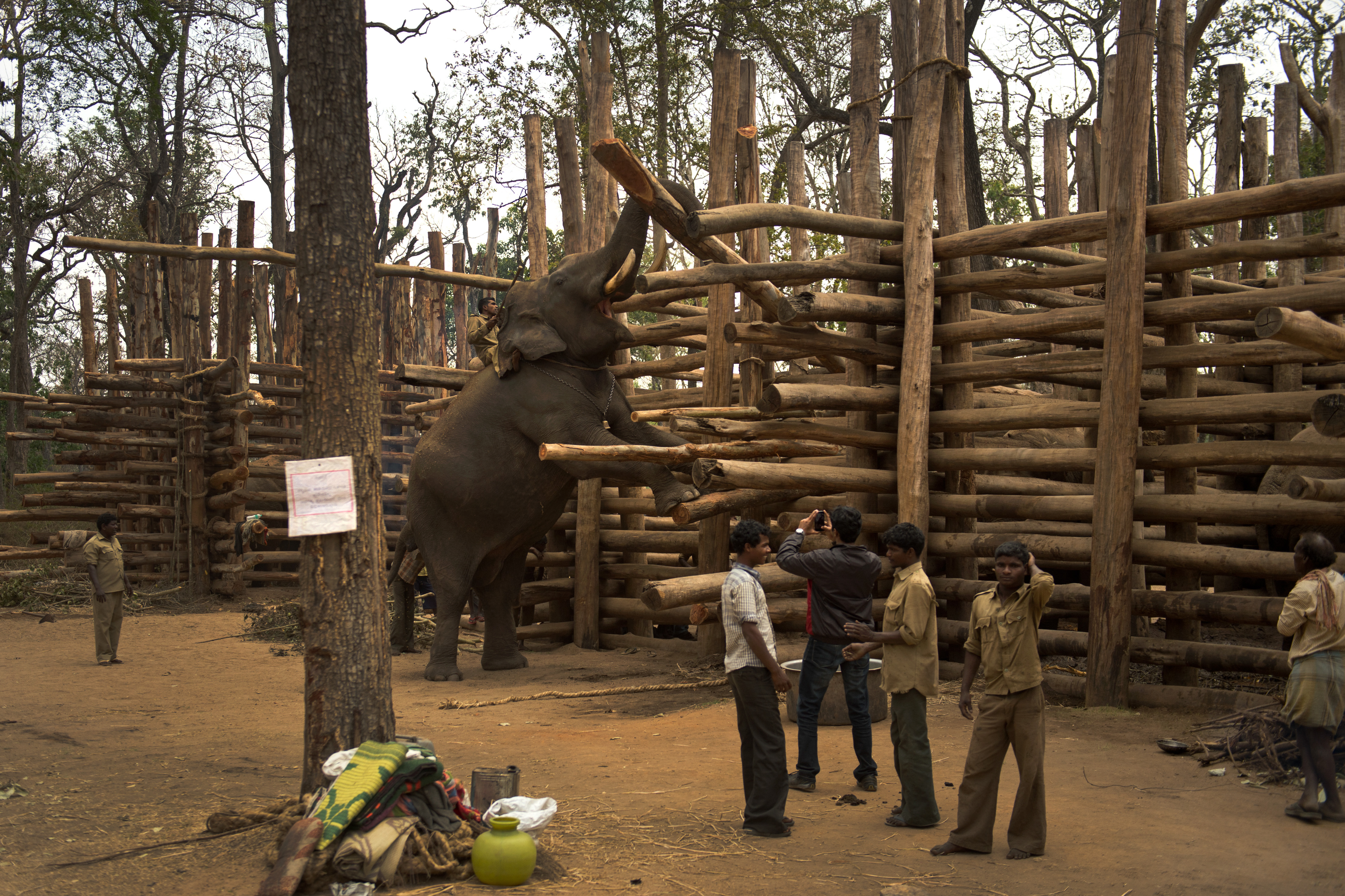 Srikanta arriving at Matthigodu elephant camp