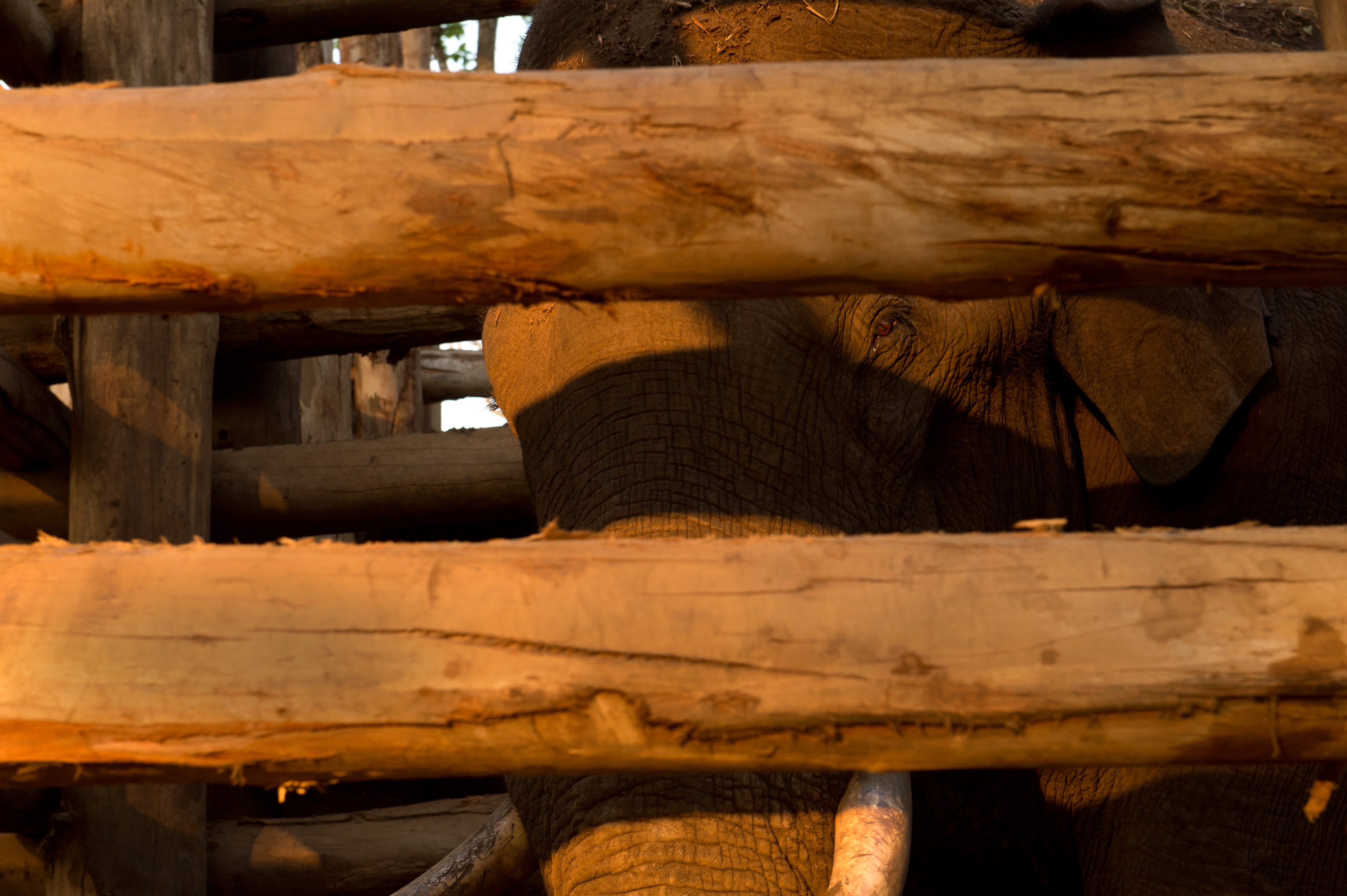 A released elephant tracked by GPS collar