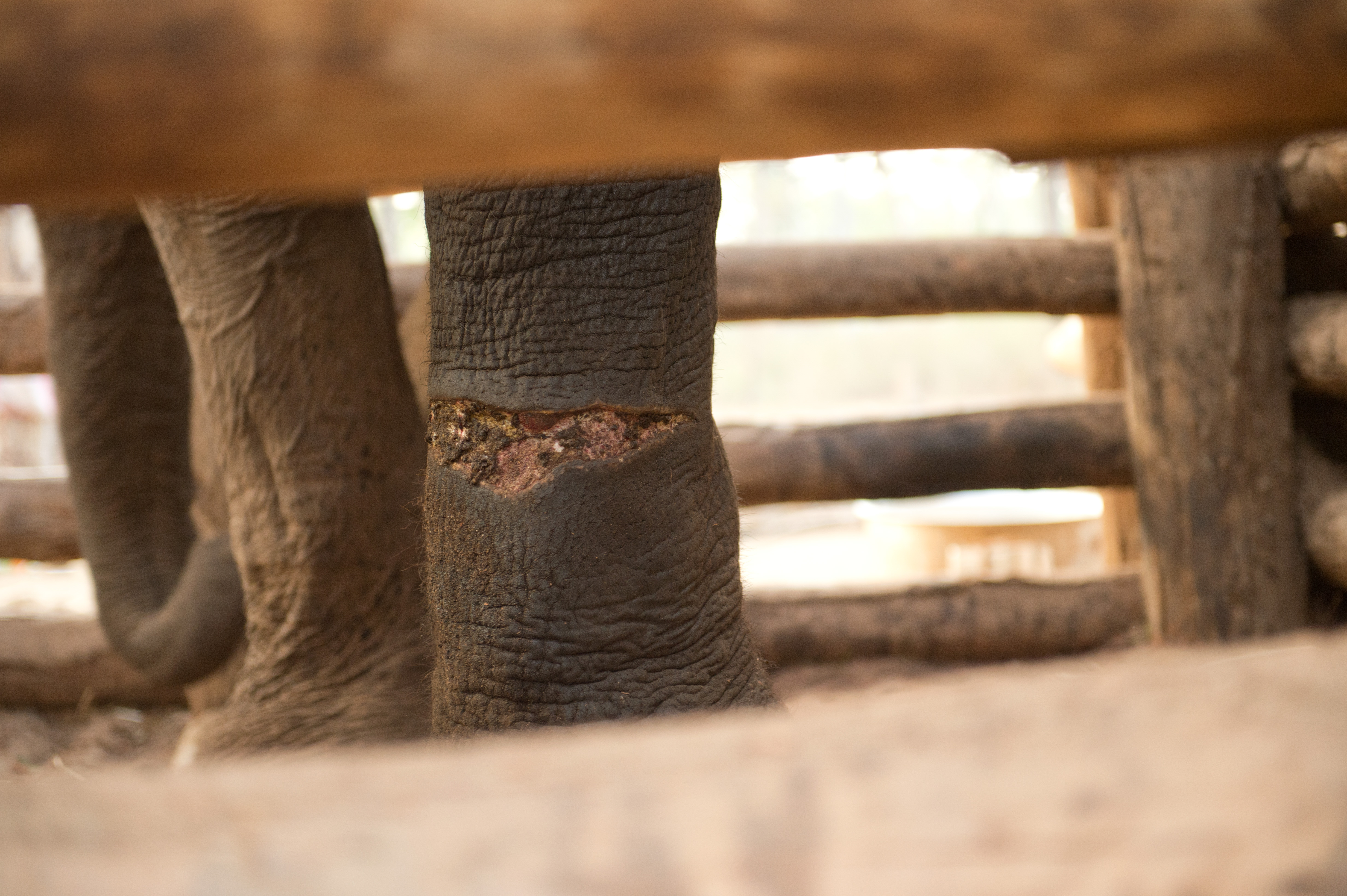 Vets treating the wounds of the captive elephant