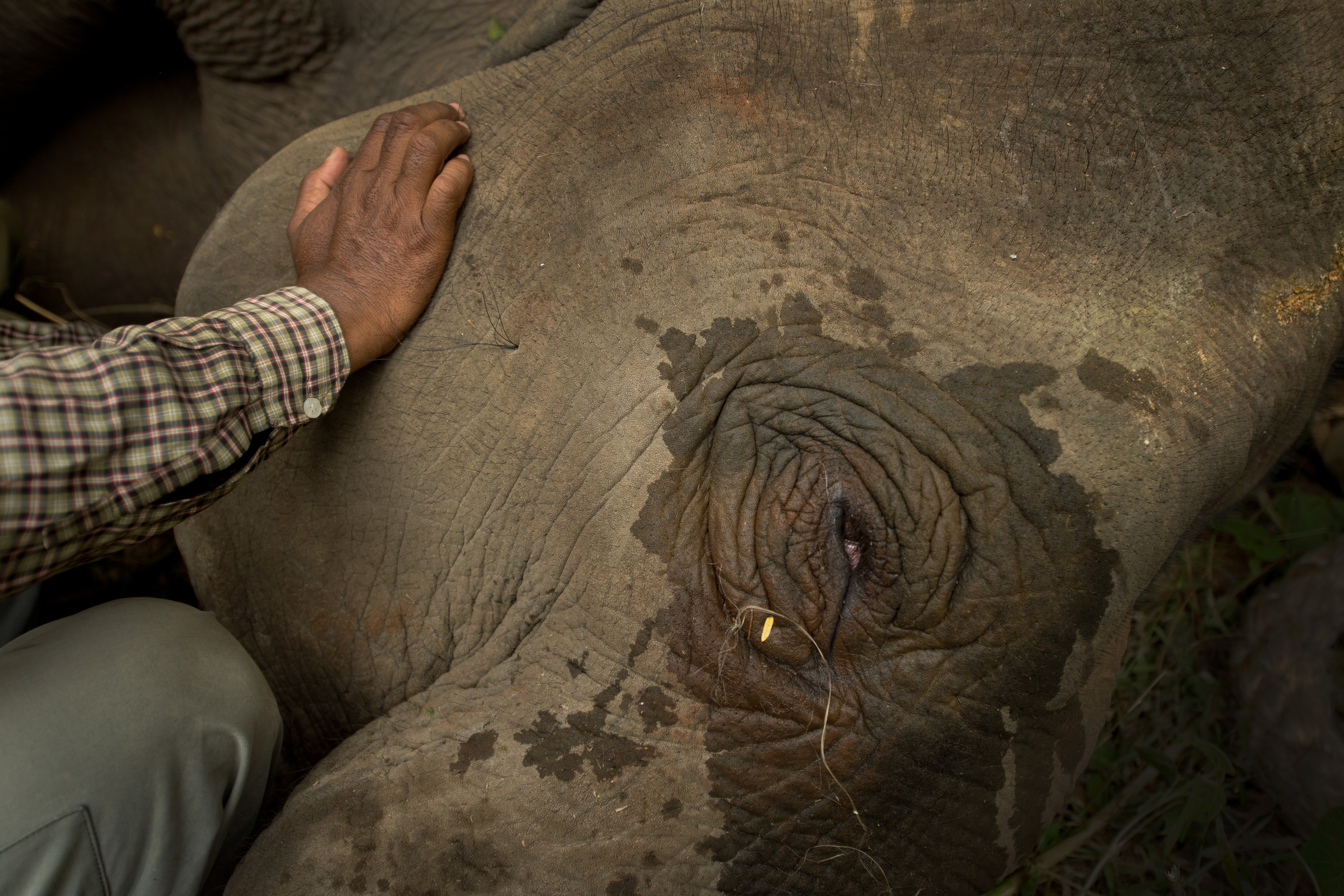 Srirama feeding the captive female
