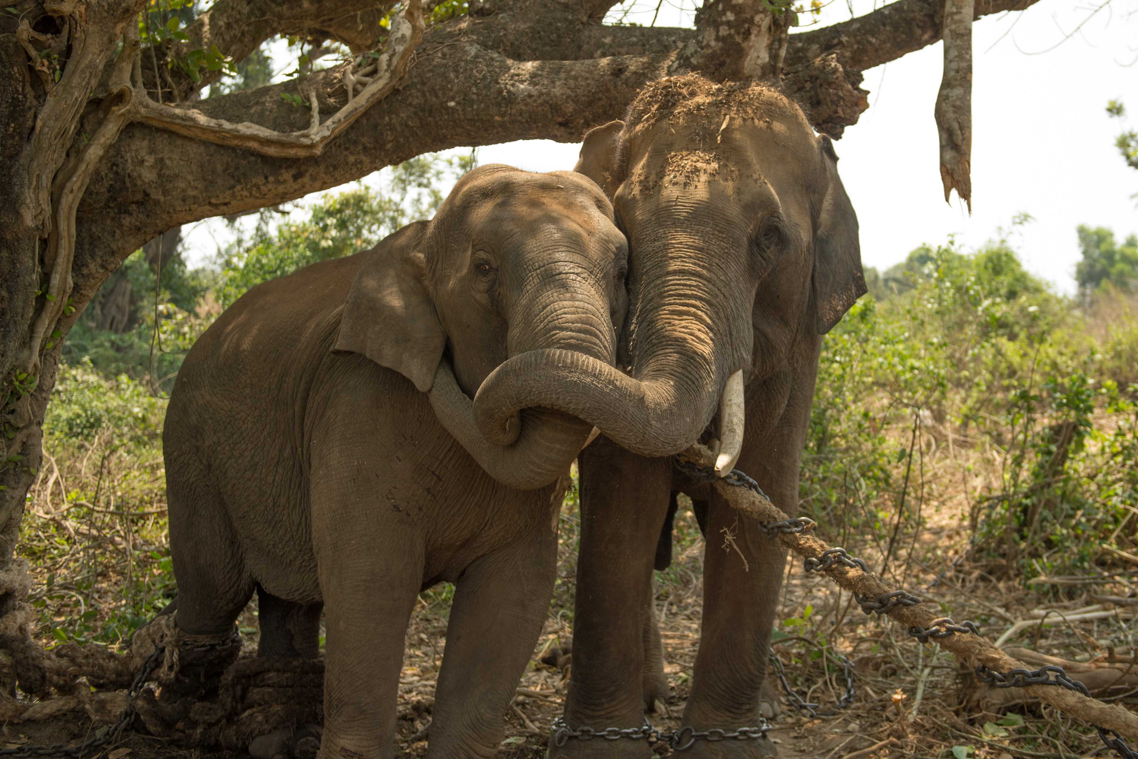 The captured elephant on the truck