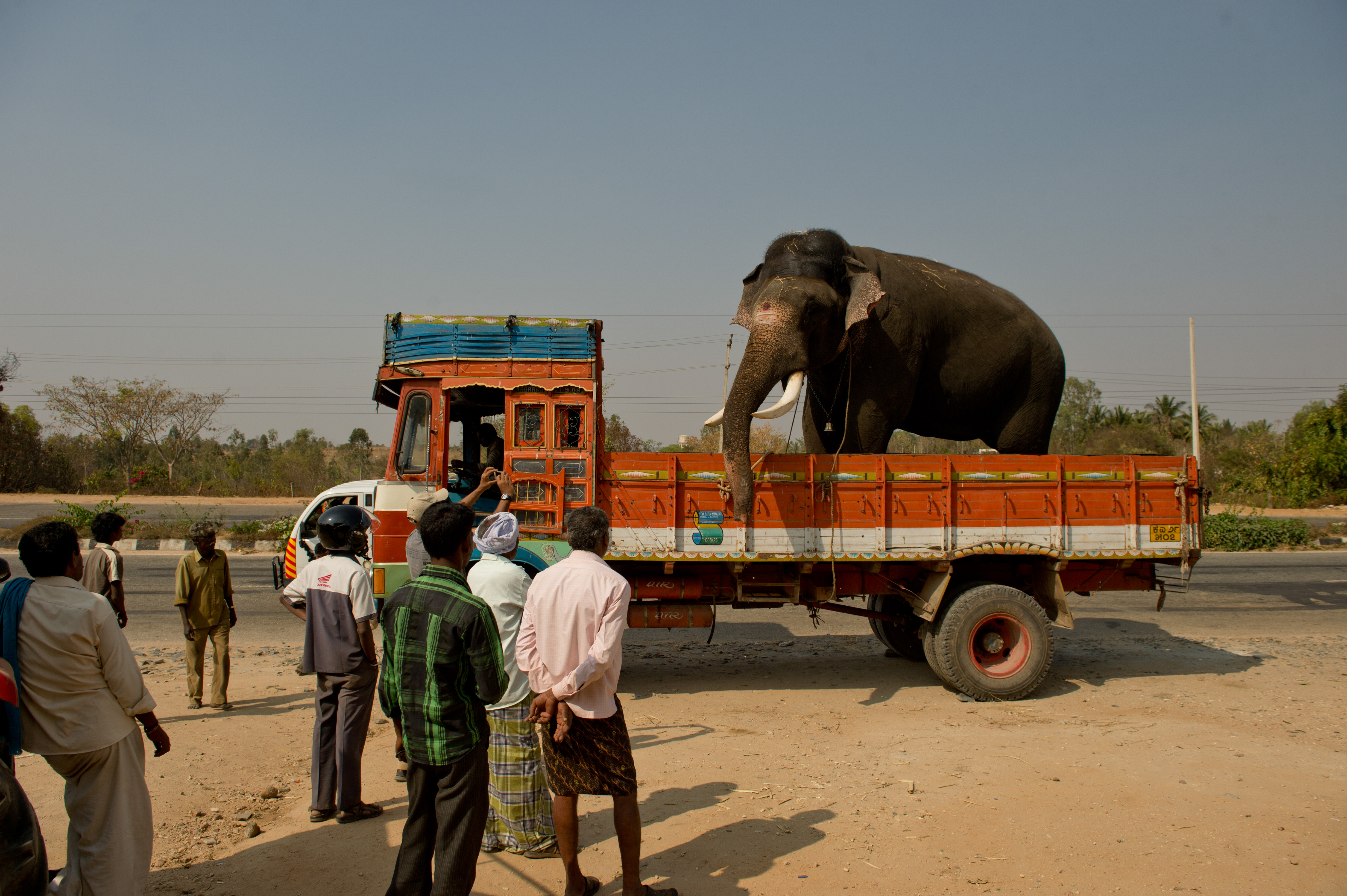 Arjuna the elephant being transported to Hassan