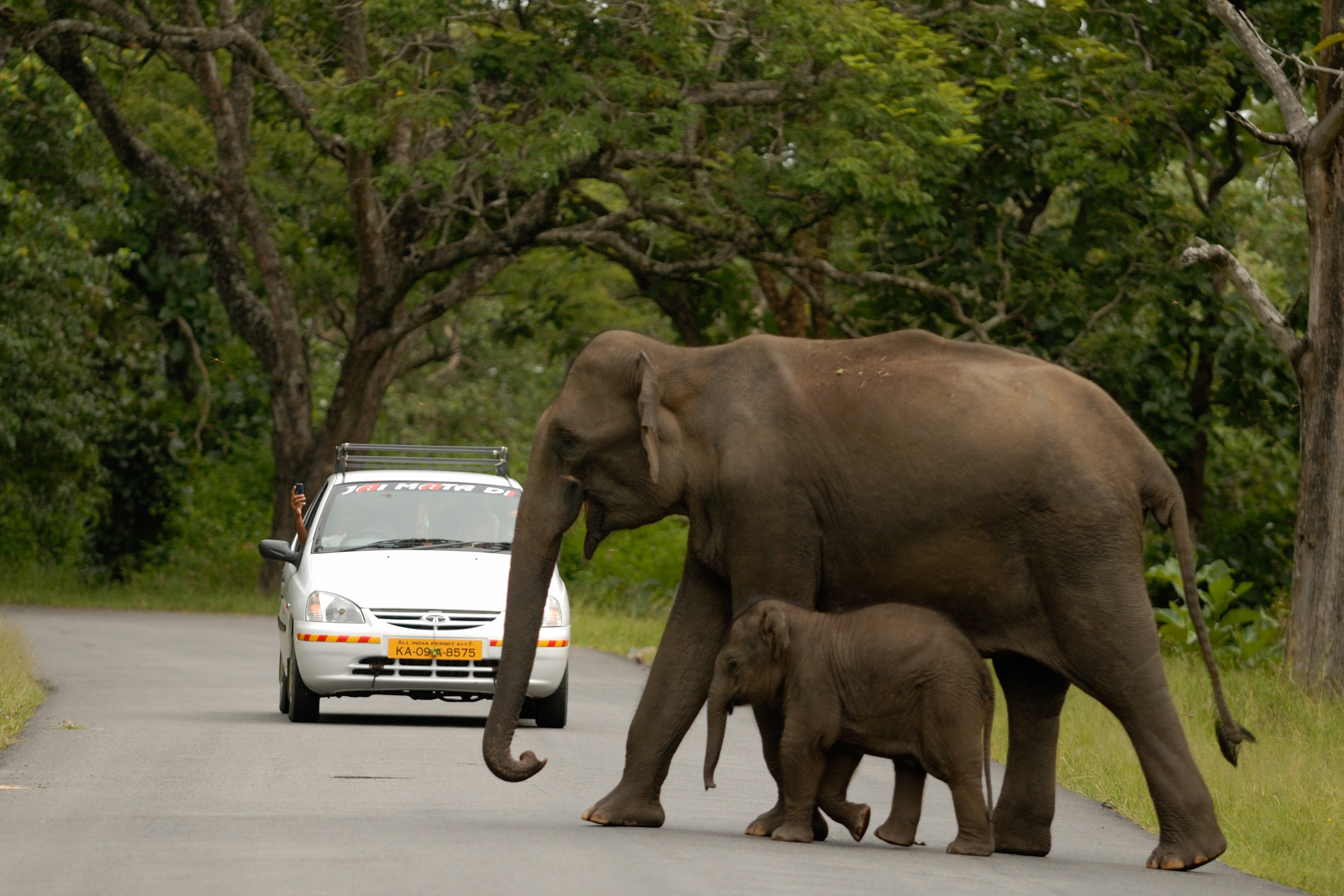 Elephants ranging widely across man-made boundaries