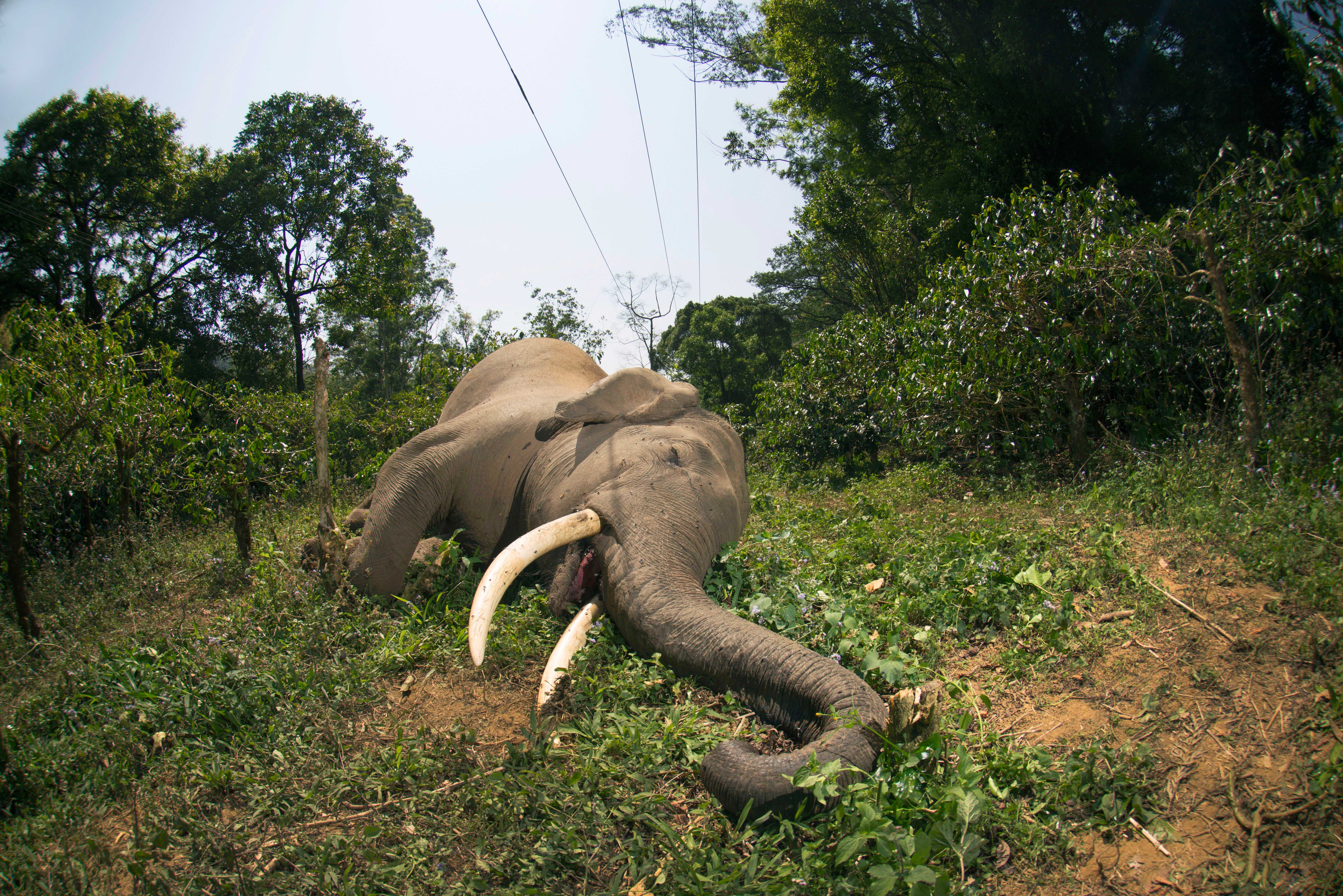 Elephants killed by electrocution in private estates