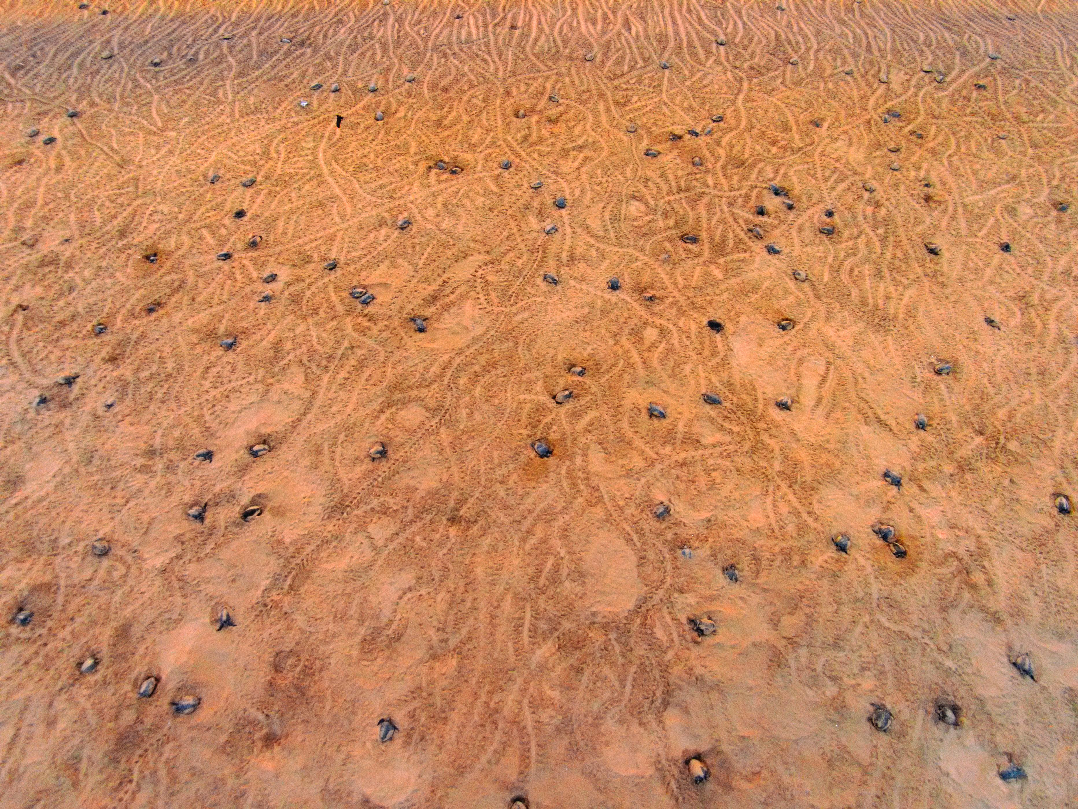 Aerial view of the Arribada — thousands of turtle tracks cover the beach