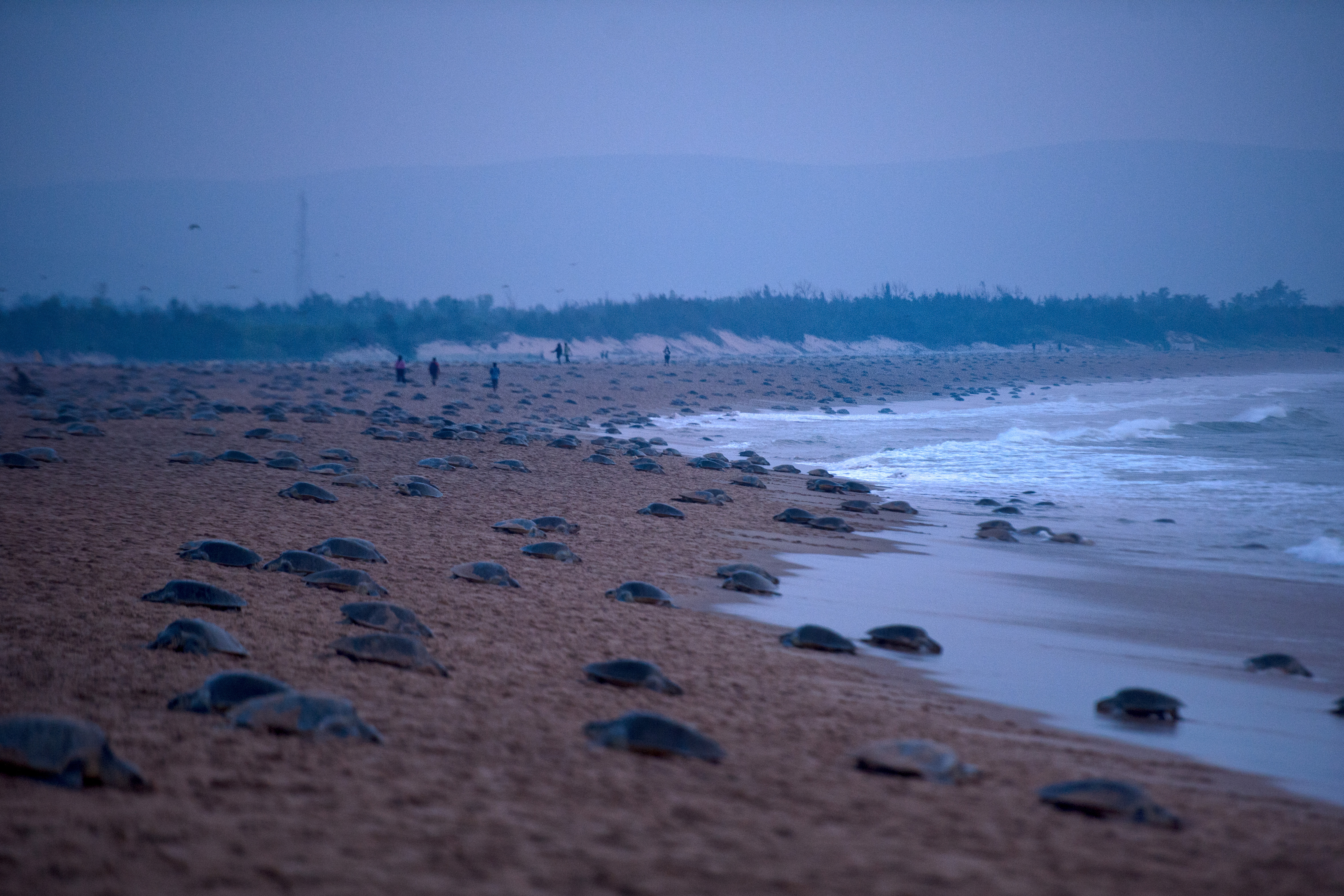 Thousands of Olive Ridley turtles nesting on Rushikulya beach during Arribada