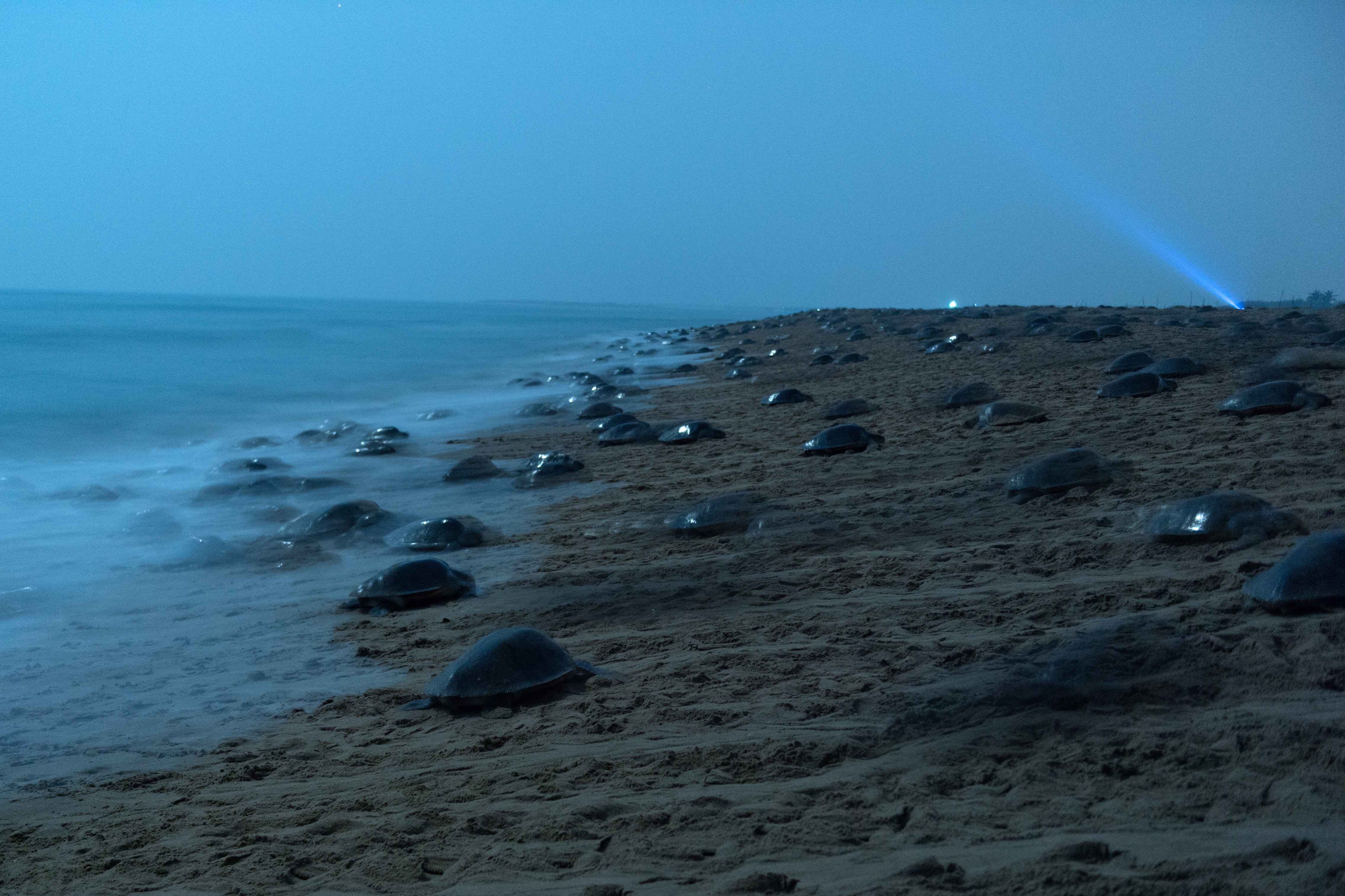 Olive Ridley turtles covering Rushikulya beach at night during the Arribada