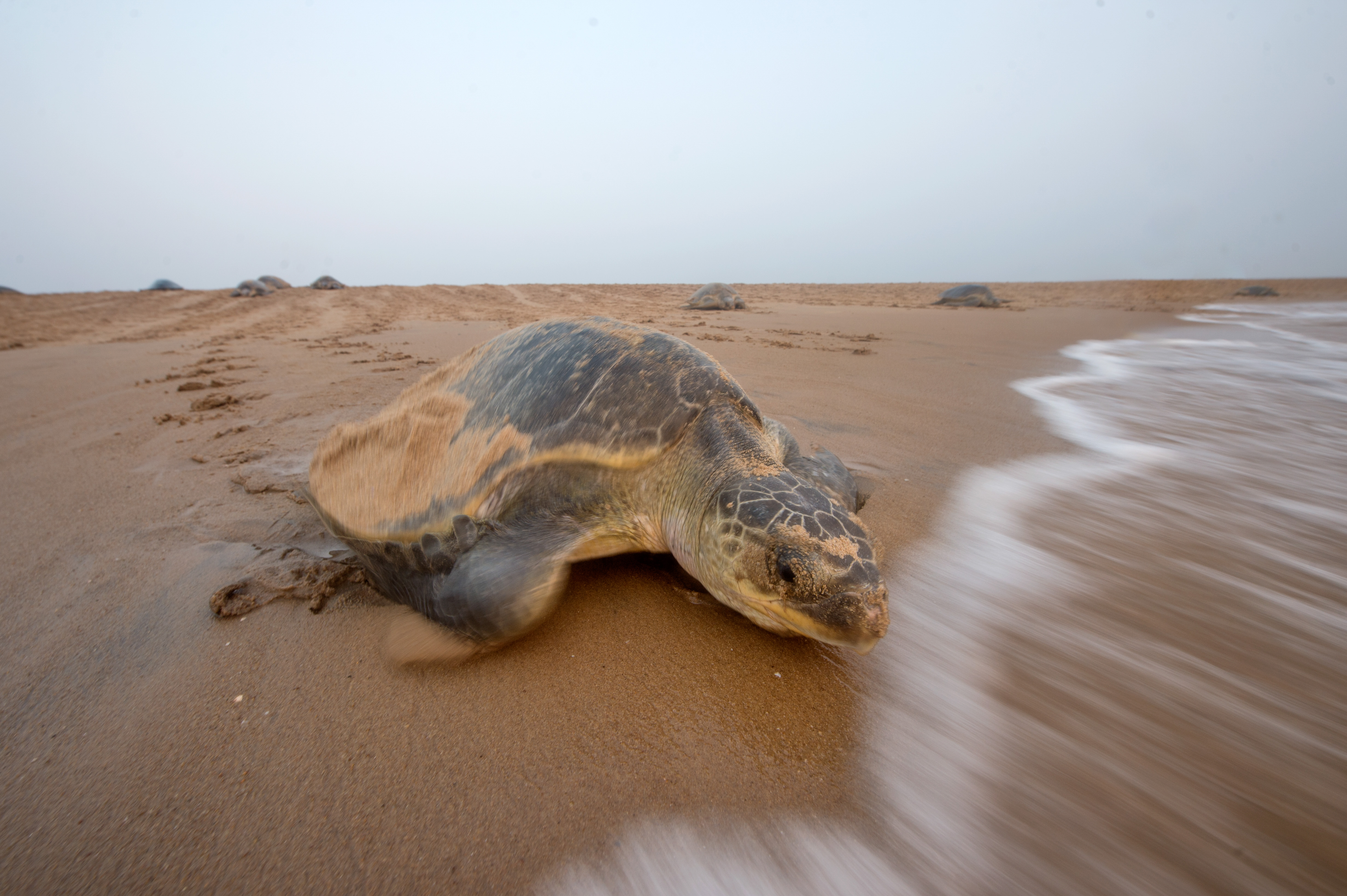 An Olive Ridley turtle crawling up the beach through the surf
