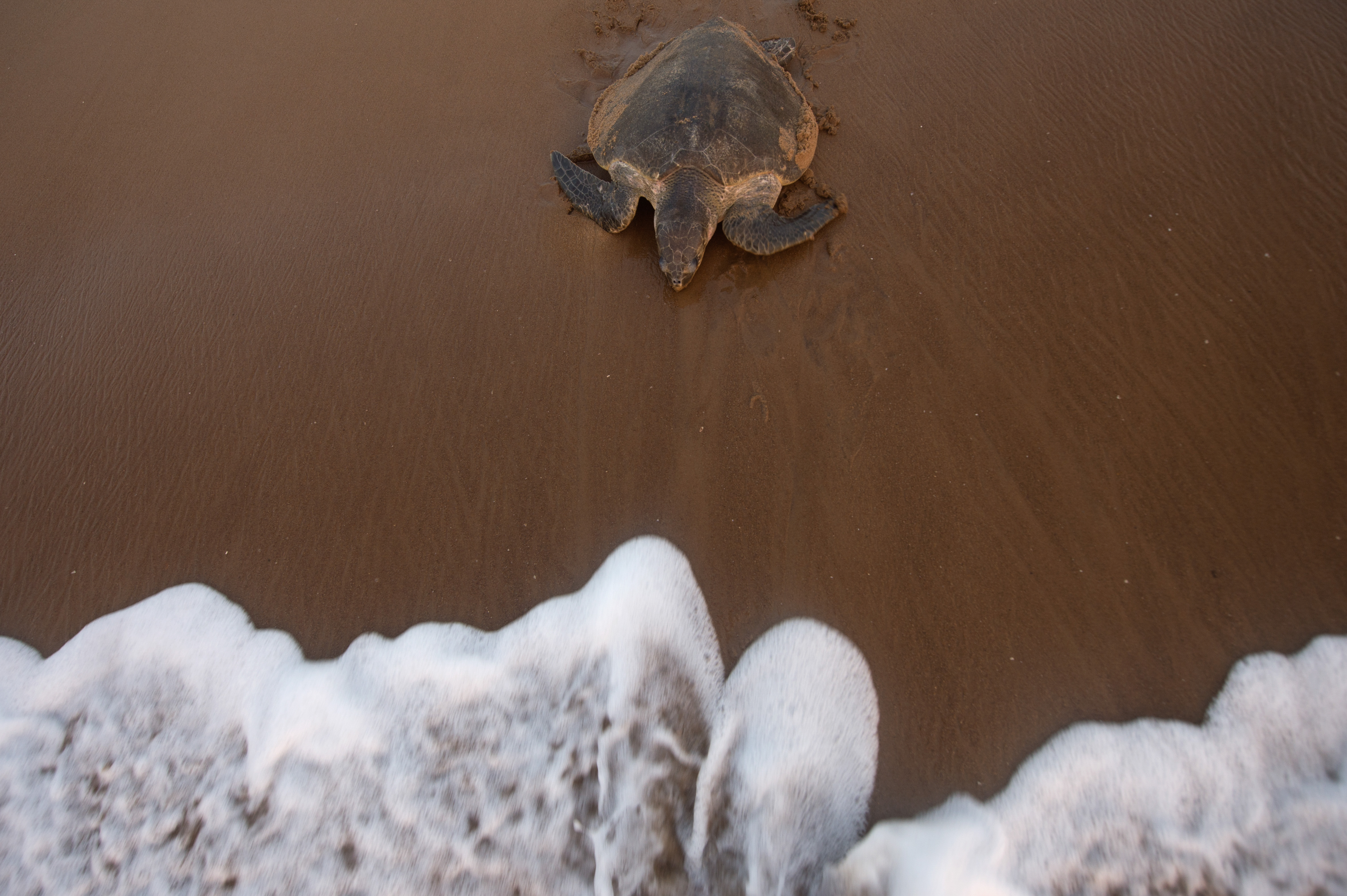 A female Olive Ridley turtle viewed from above at the waterline