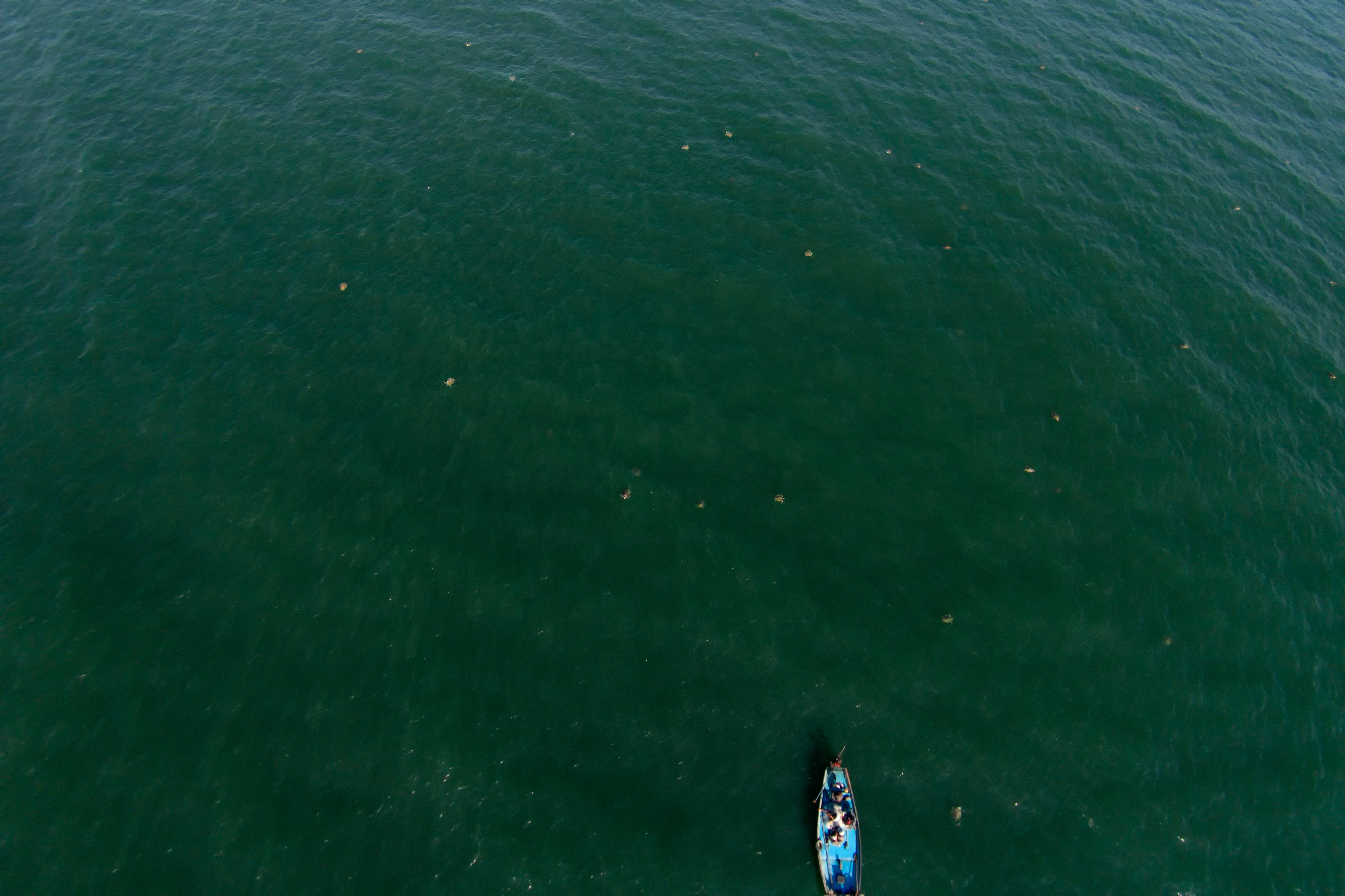 Aerial view of a boat surrounded by Olive Ridley turtles in the ocean