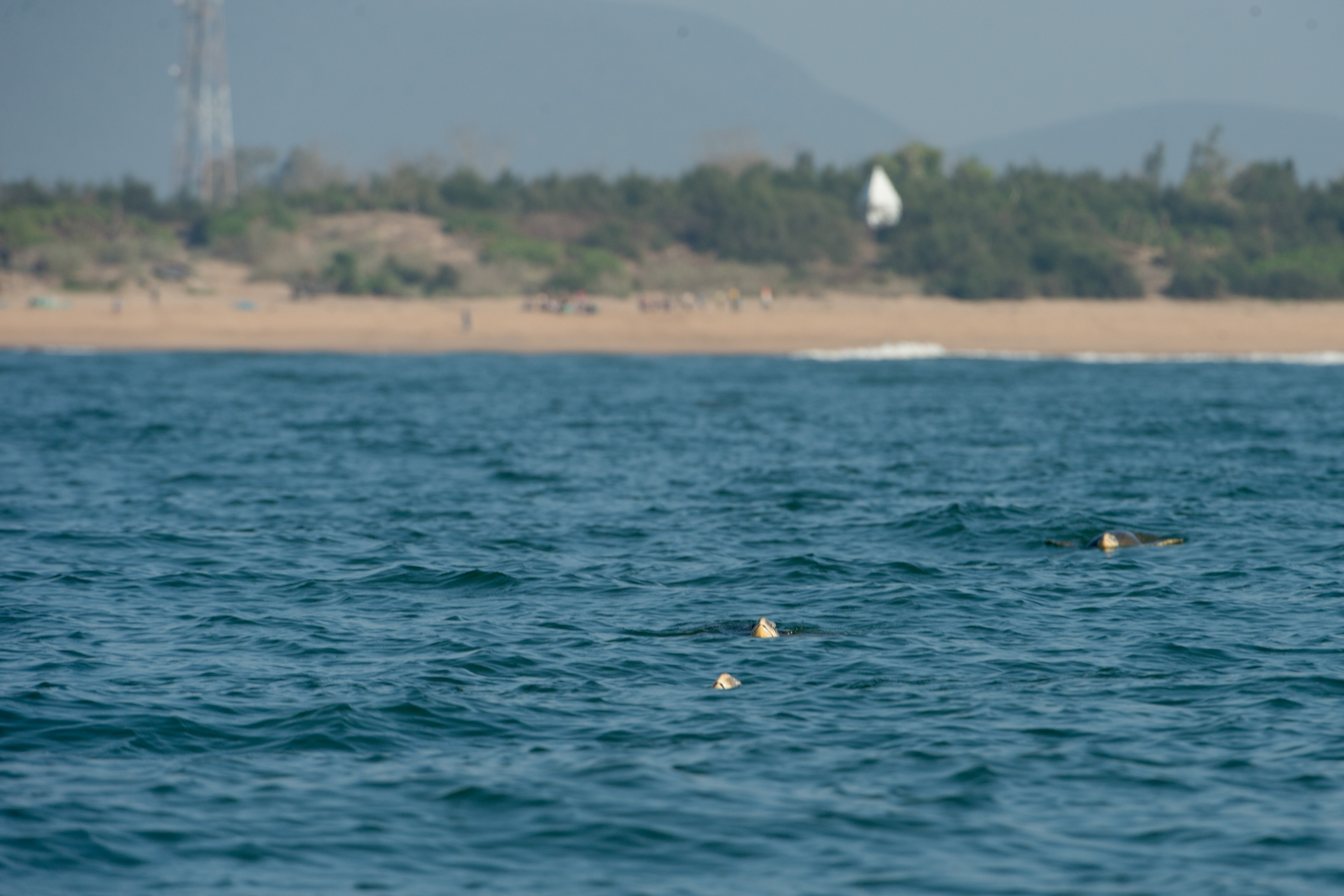 Olive Ridley turtles surfacing offshore, their heads visible above the water