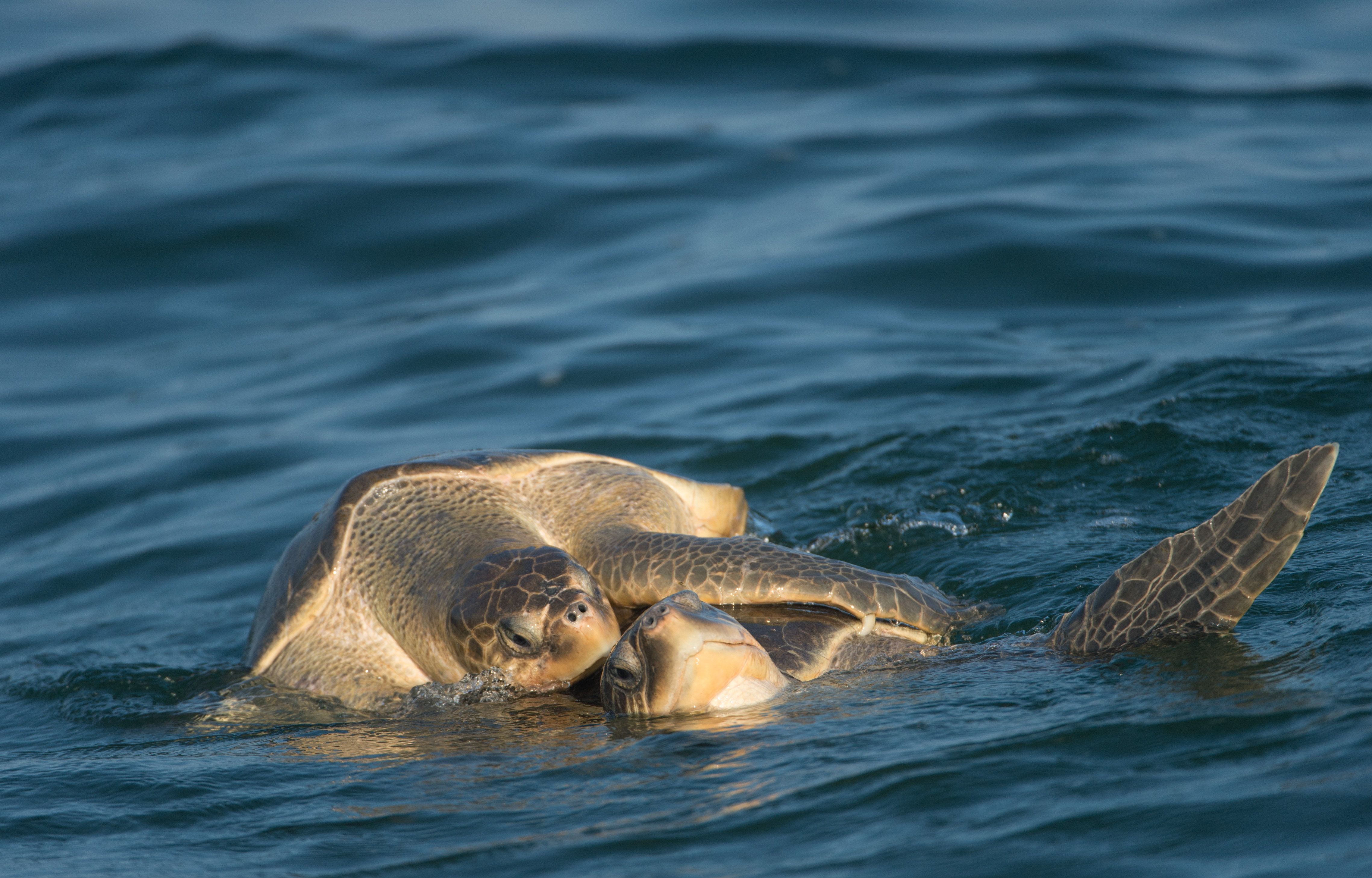 Olive Ridley turtles mating in the ocean off Rushikulya