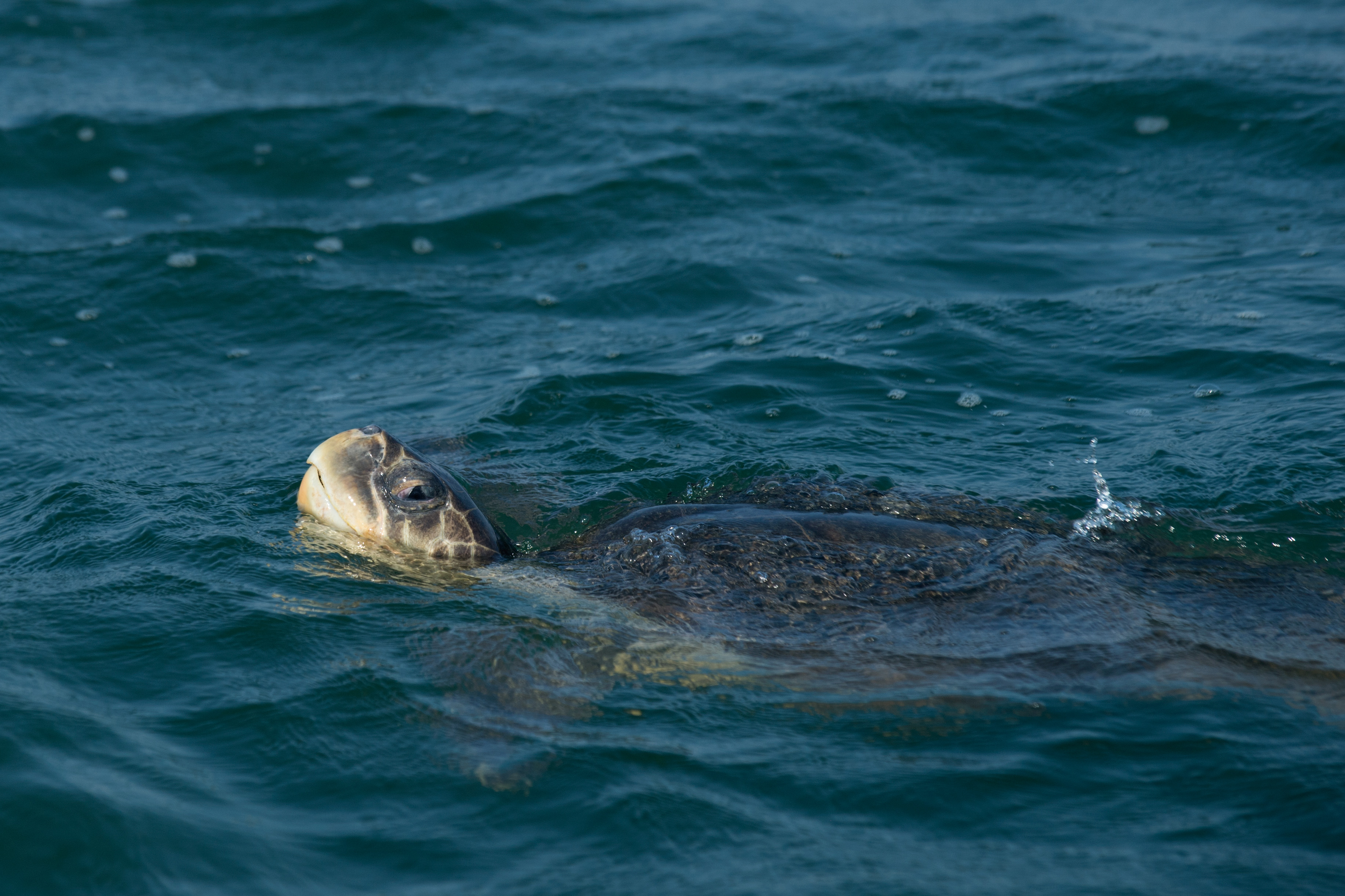An Olive Ridley turtle surfacing to breathe in the ocean